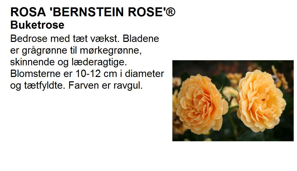Bernstein Rose