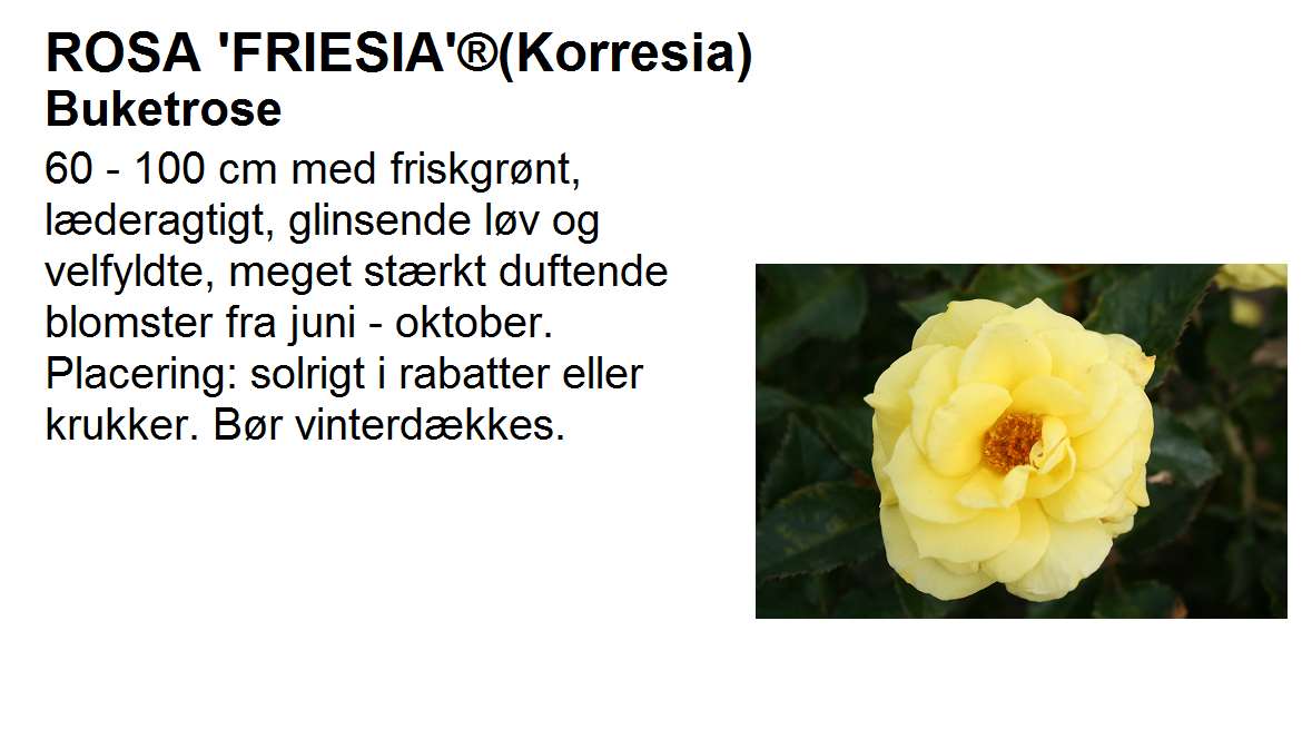 Friesia