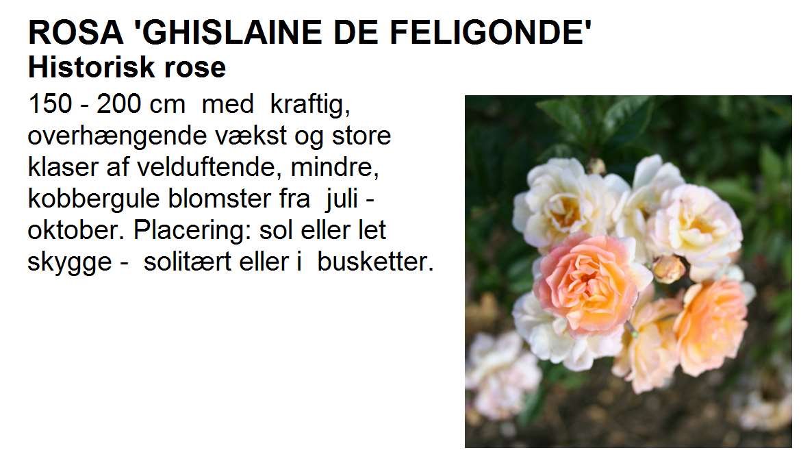 Ghislaine de Feligonde