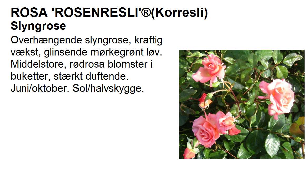 Rosenresli