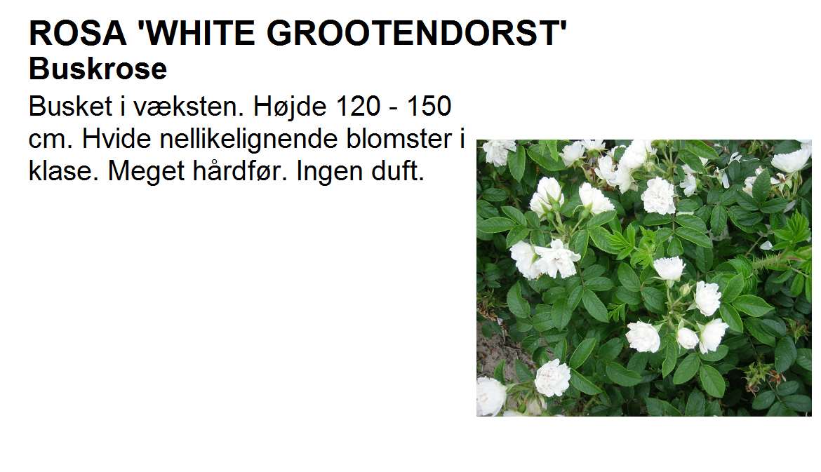 White Grootendorst