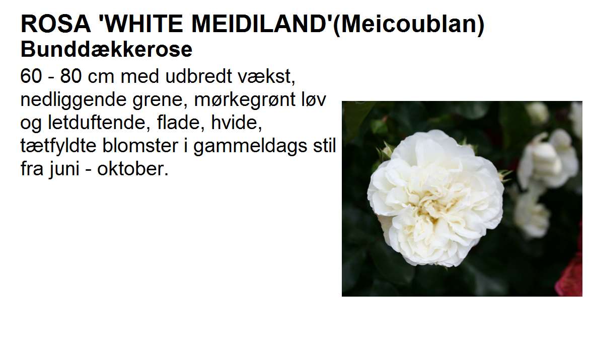 White Meidiland