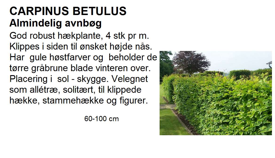 Carpinus Betulus