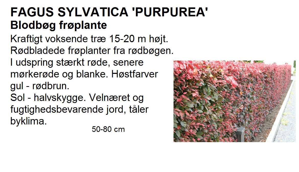 Fagus Sylvatica Purpurea