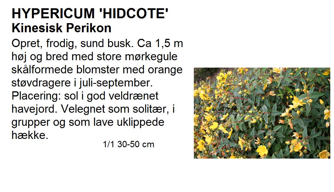 Hypericum Hidcote