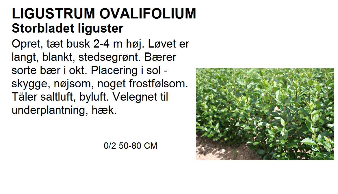 Ligustrum Ovalifolium