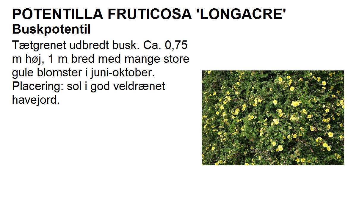 Potentilla Frut Longacre