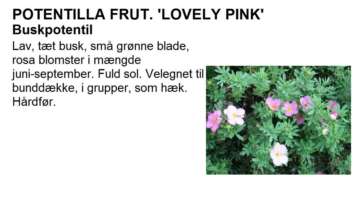 Potentilla Frut Lovely Pink