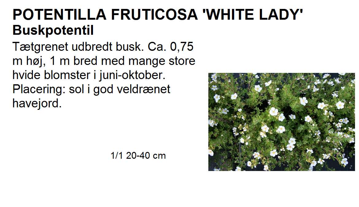 Potentilla Frut White Lady